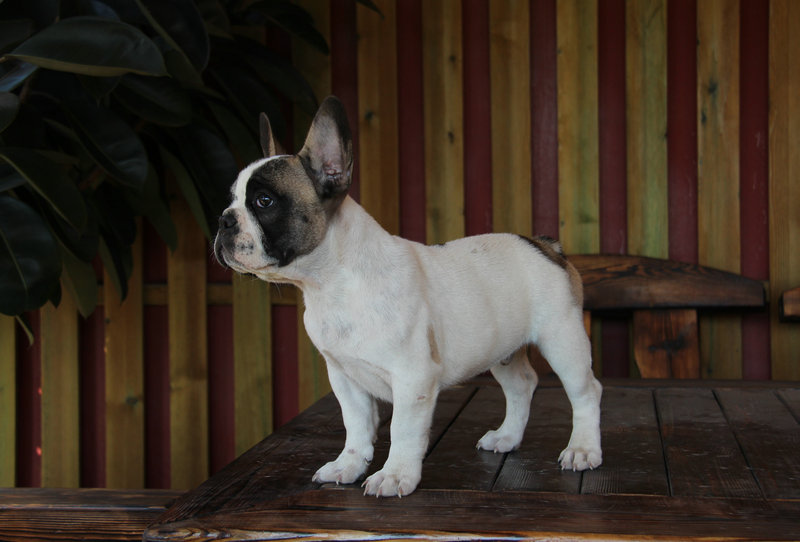 錘系德國(guó)牧羊犬