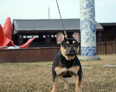 錘系德國牧羊犬